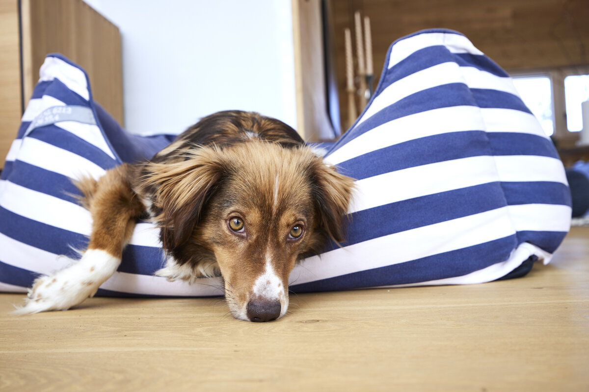 Baufritz_Gerlach Hund.jpg