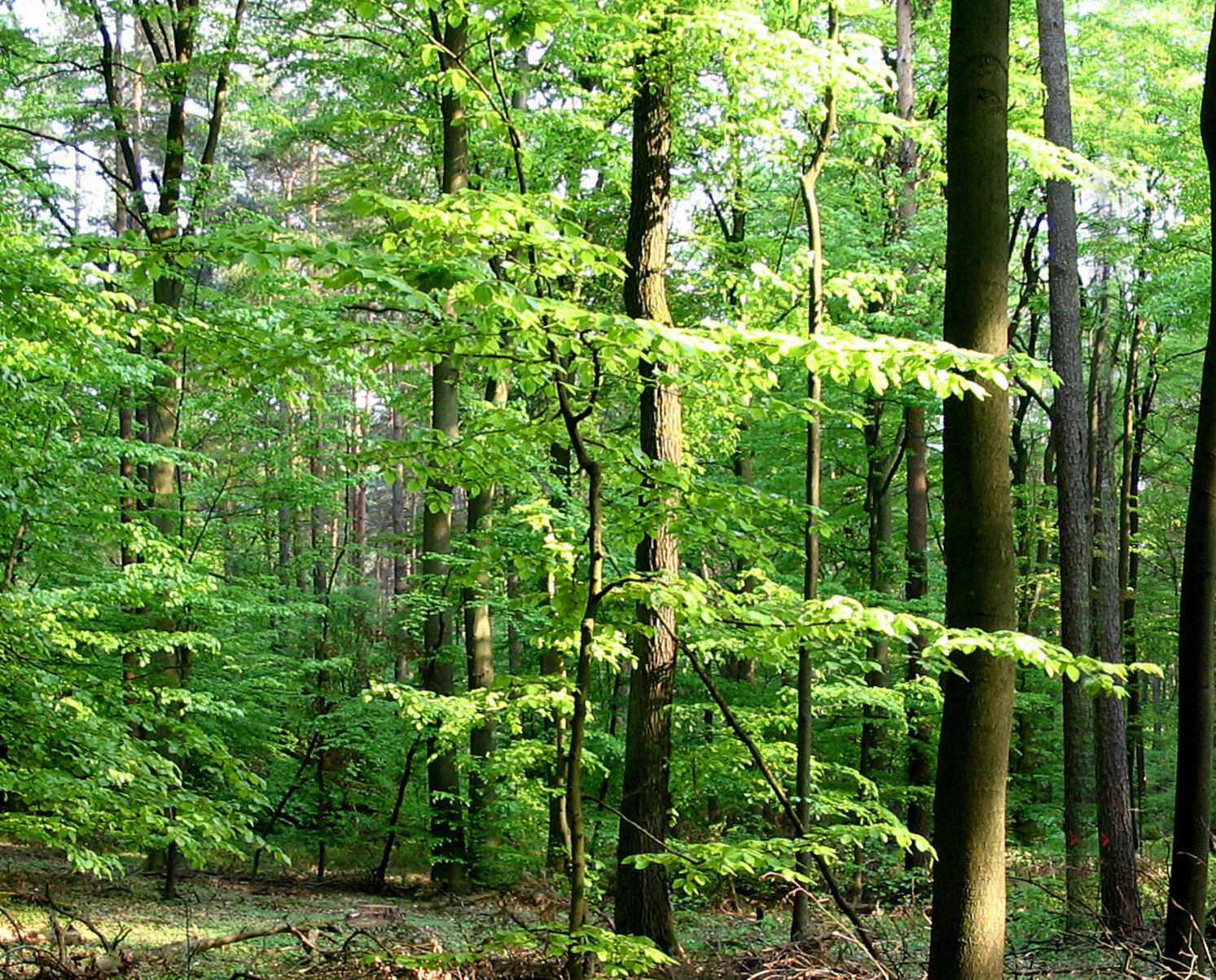Naturaufnahmen 