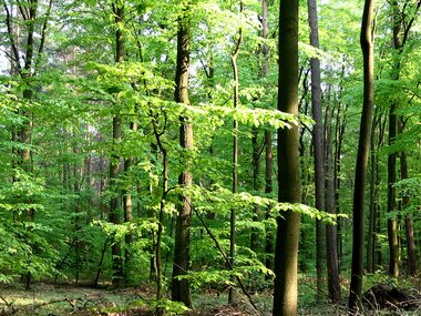 Naturaufnahmen 