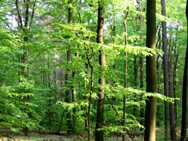 Naturaufnahmen 
