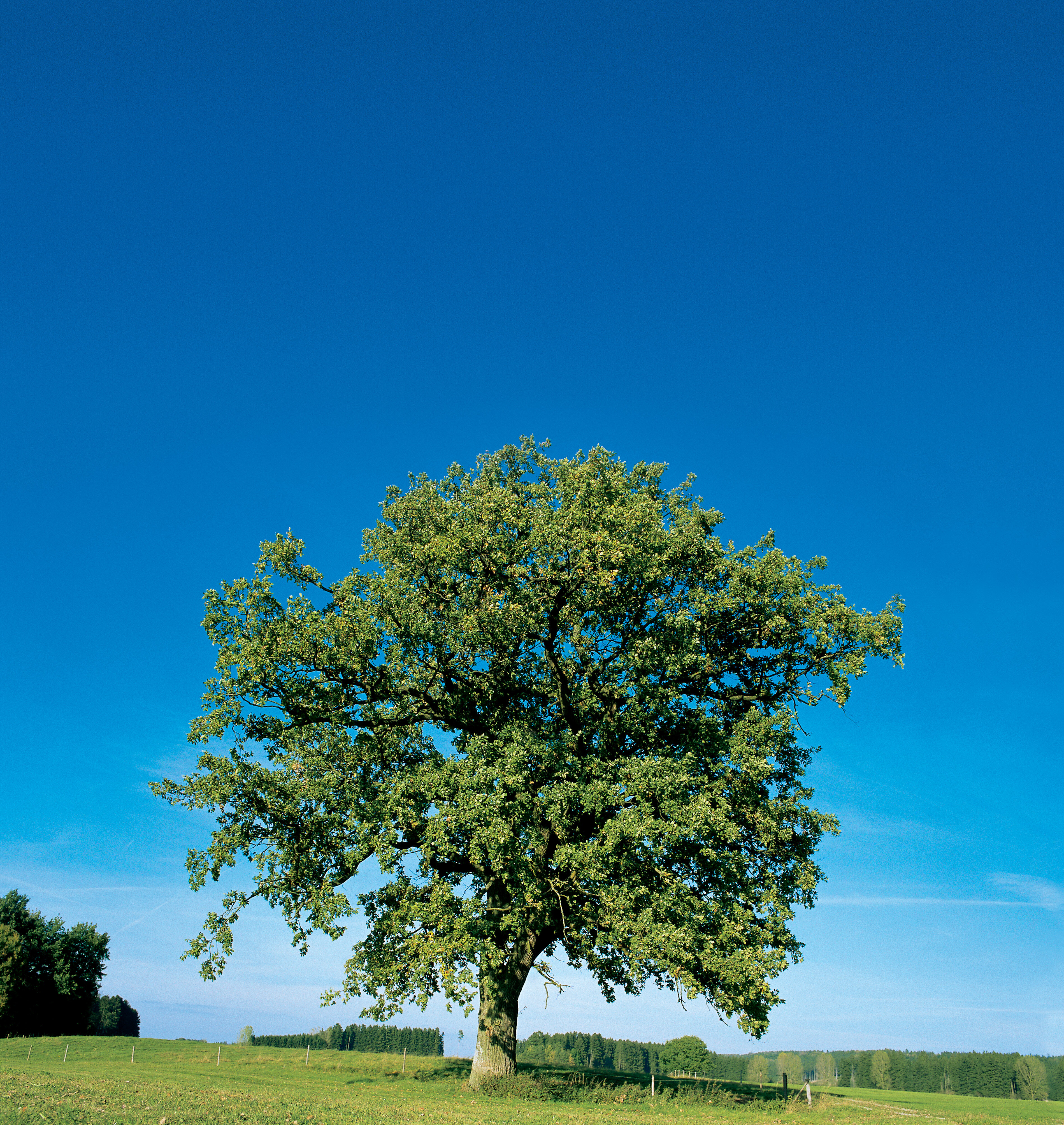 Naturaufnahmen 