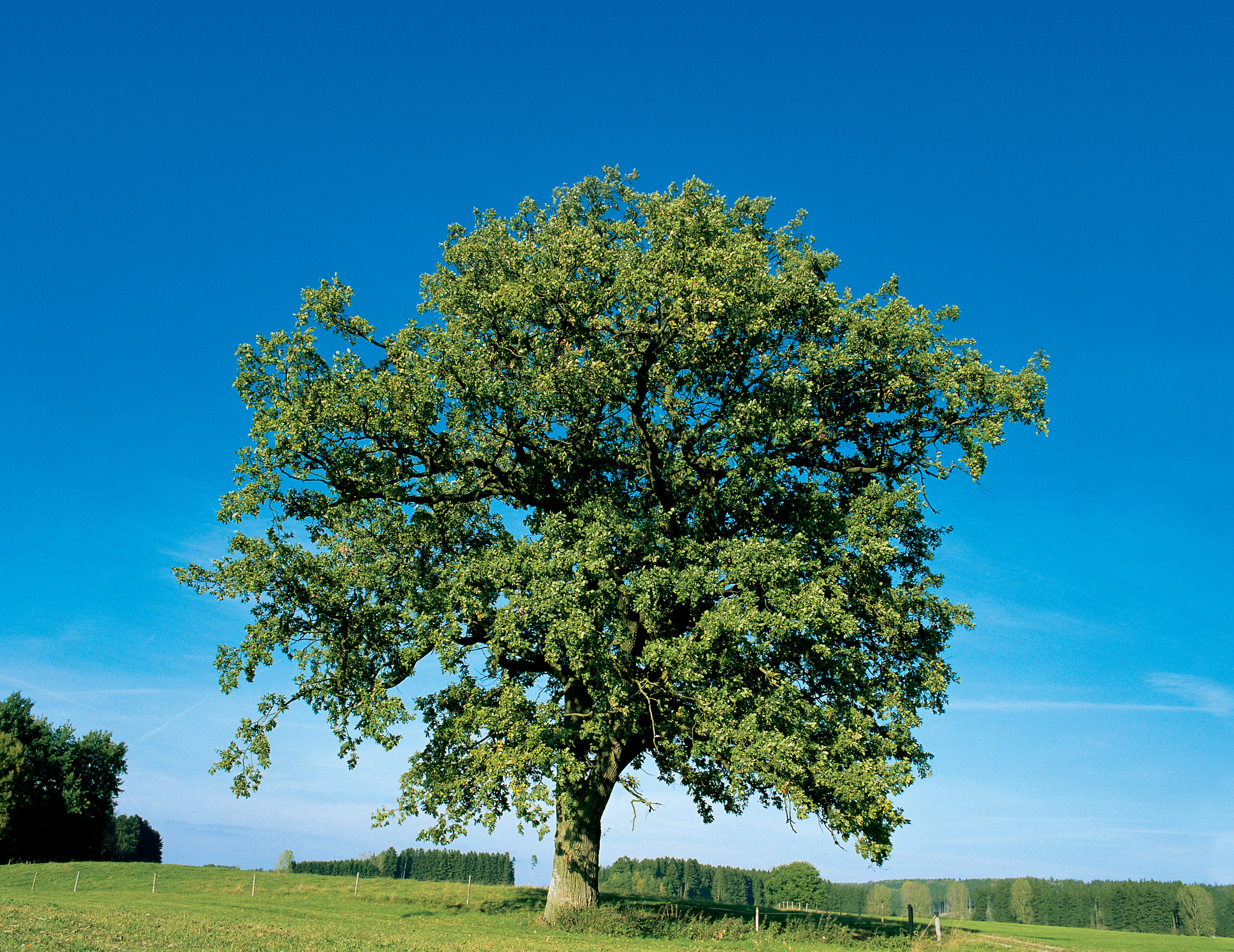 Naturaufnahmen 