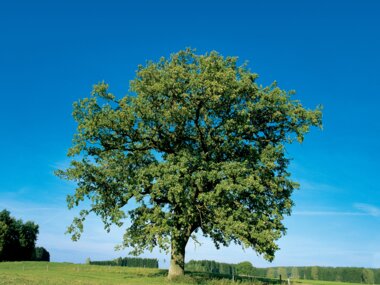 Naturaufnahmen 